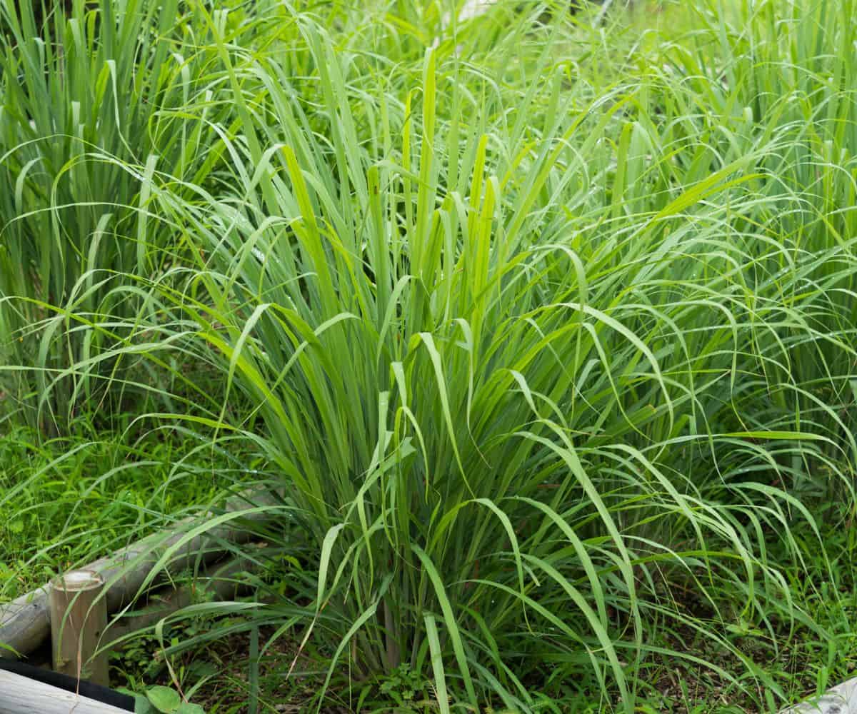 lemongrass bush 