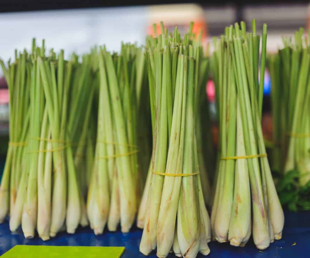 lemongrass tied up together into several bunhces.