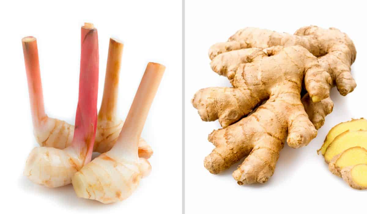 galangal vs ginger on white background