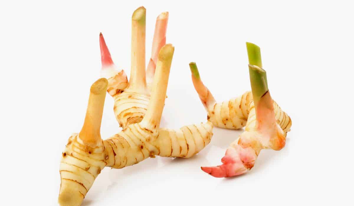 galangal on white background