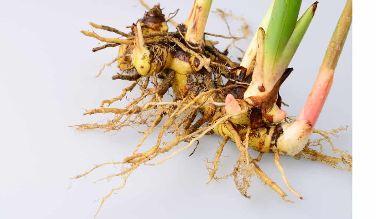 galangal with roots and dirt still on it