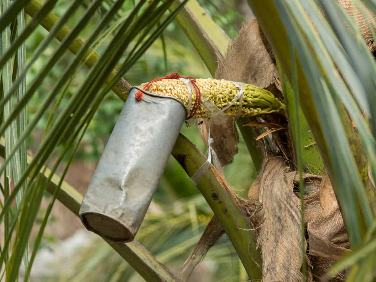 bucket attached to palm flower collecting nectar