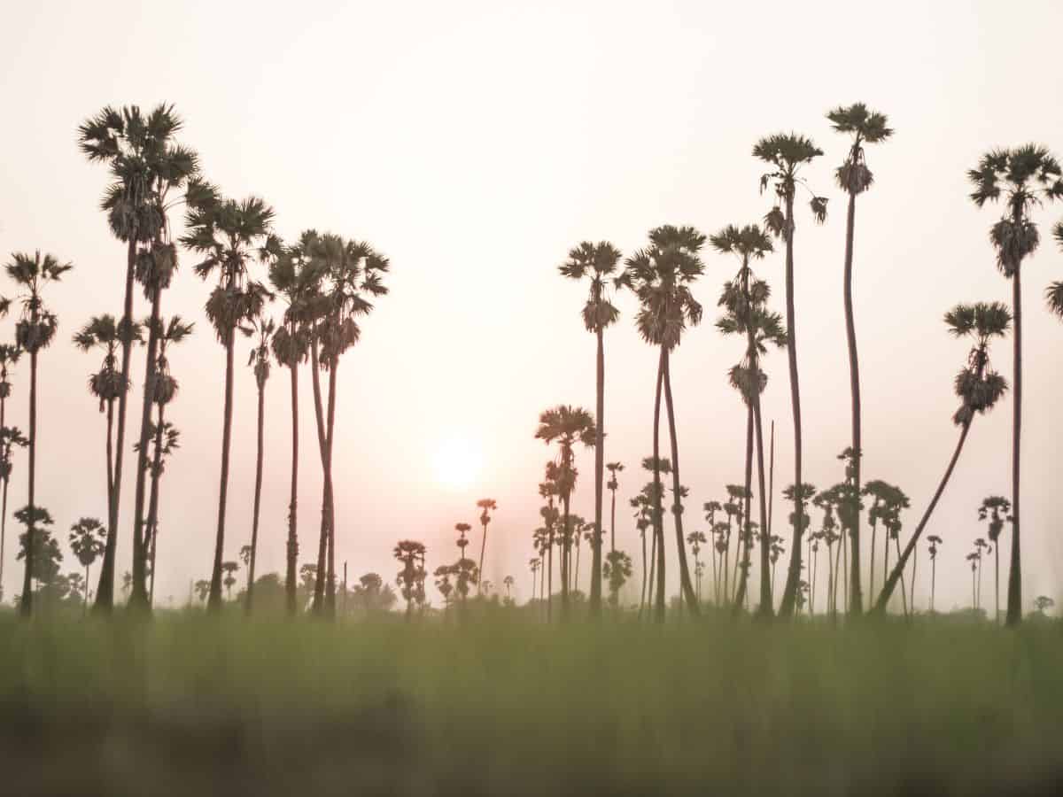 toddy palm trees in a field