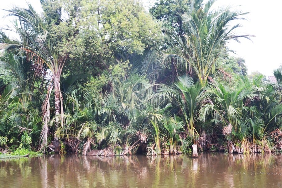 Sago palm trees growing along the water.