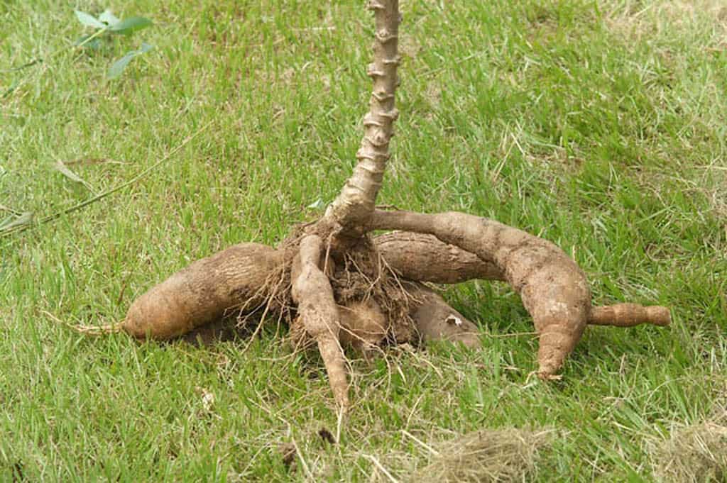 cassava root