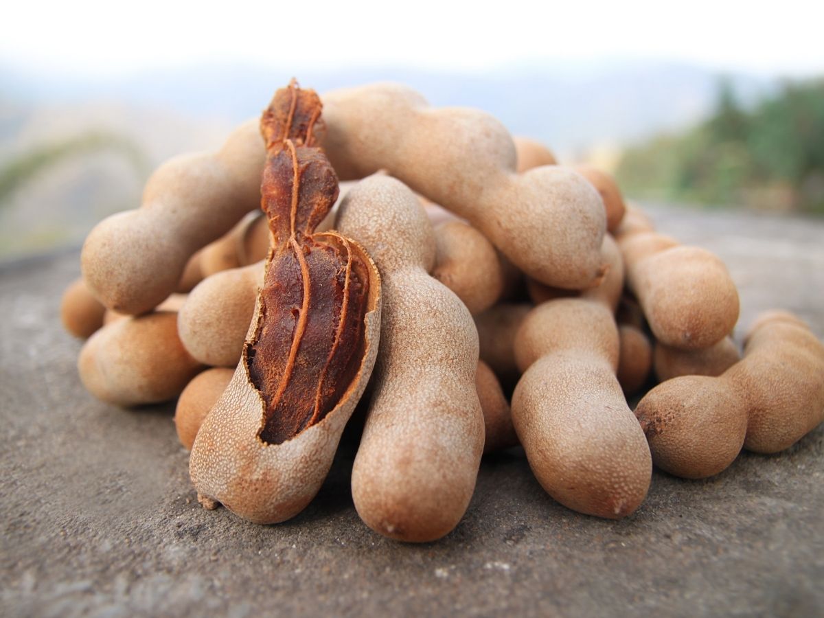A pile of tamarind pods, with one cracked open.