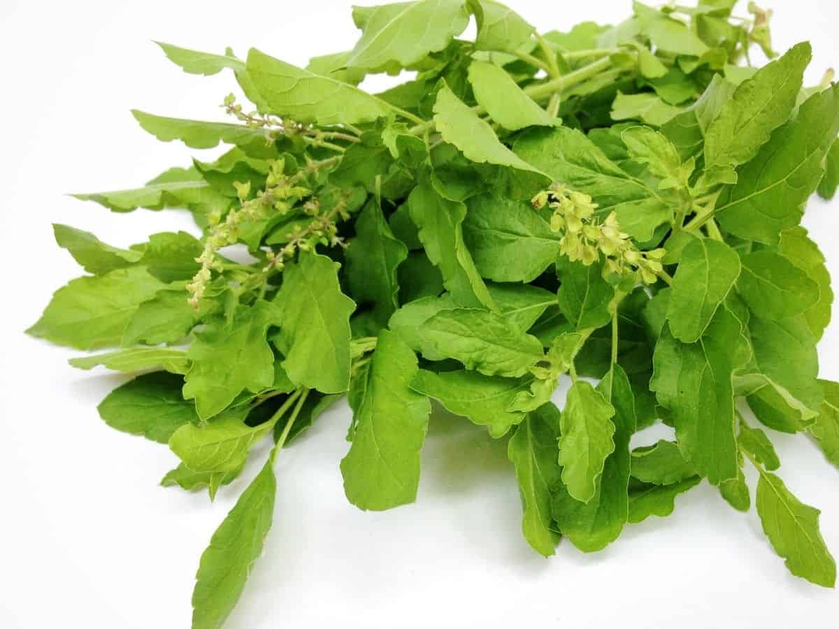 A bunch of holy basil